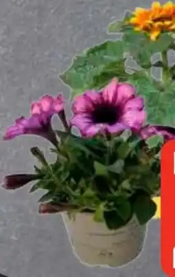 Edeka Frischemarkt Sonnenblumen-Mix Angebot