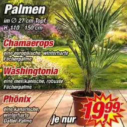 Posten Börse Palmen Angebot