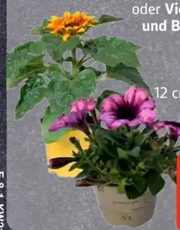 Edeka Sonnenblumen-Mix Angebot
