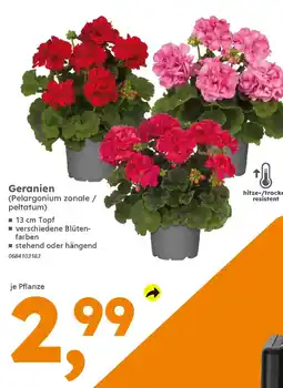 Globus Baumarkt Geranien Angebot