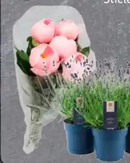 Edeka Edeka Herzstücke Lavendel Angebot