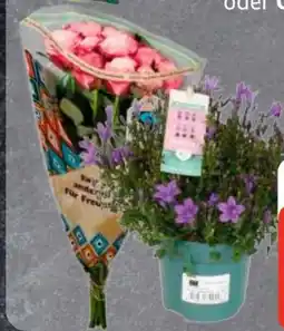 Edeka Lieblingsblume Rosen Angebot