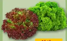 REWE Center Lollo Bionda Angebot