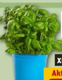 REWE Center Bio Basilikum XL Angebot
