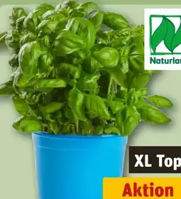 REWE Bio Basilikum XL Angebot