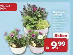 Combi Bepflanzte schalen Angebot