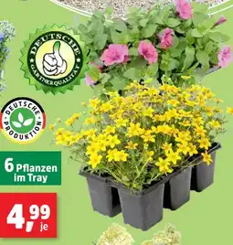 Thomas Philipps Balkonpflanzen Angebot