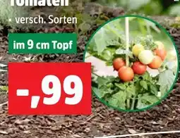 Thomas Philipps Tomaten Angebot