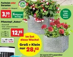 Thomas Philipps Fuchsien oder geranien Angebot