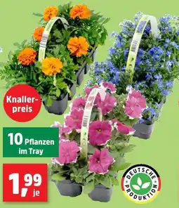 Thomas Philipps Beet- und balkonpflanzen Angebot