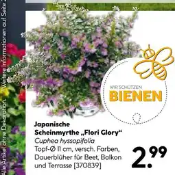 Hellweg Japanische scheinmyrthe 'flori glory' Angebot