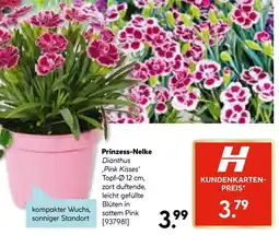 Hellweg Prinzess-nelke Angebot
