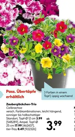 Hellweg Zauberglöckchen-trio topf-ø 12 cm Angebot