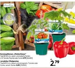 Hellweg Plantiflor gemüsepflanzen meisterklasse Angebot