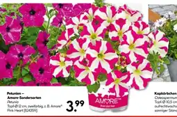 Hellweg Petunien – amore-sondersorten Angebot