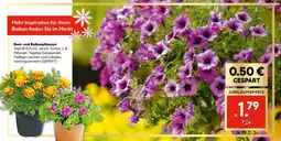 Hellweg Beet- und balkonpflanzen Angebot