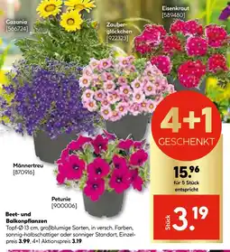 Hellweg Balkonpflanzen Angebot