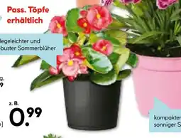 Hellweg Eisbegonie Angebot