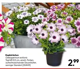 Hellweg Kapkörbchen Angebot