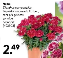 Hellweg Nelke Angebot