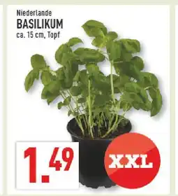 Marktkauf Basilikum Angebot
