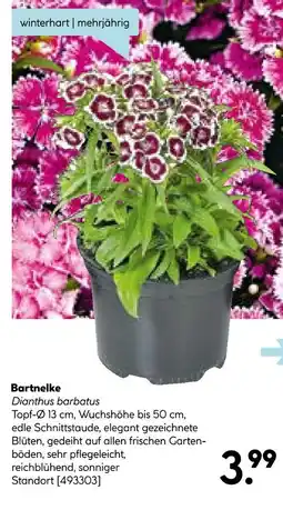 Hellweg Bartnelke Angebot