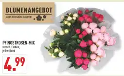 Marktkauf Pfingstrosen-mix Angebot
