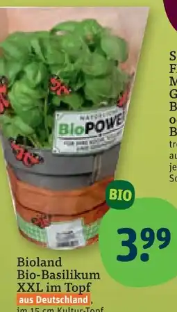 tegut Bioland bio-basilikum xxl im topf Angebot