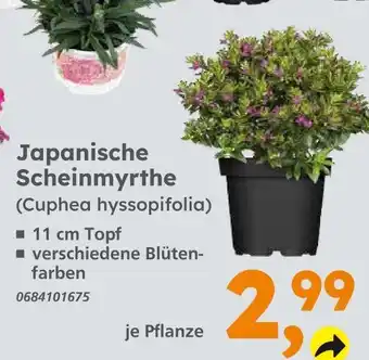 Globus Baumarkt Japanische scheinmyrthe Angebot