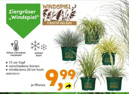 Globus Baumarkt Ziergräser windspiel Angebot