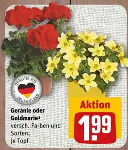 nahkauf Geranie oder goldmarie Angebot