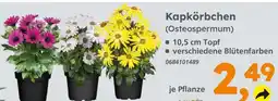 Globus Baumarkt Kapkörbchen (osteospermum) Angebot