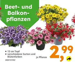 Globus Baumarkt Beet- und balkonpflanzen Angebot