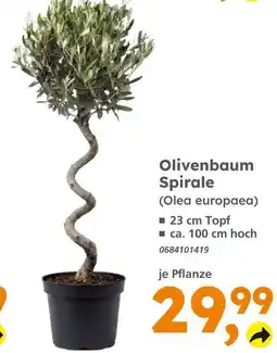Globus Baumarkt Olivenbaum spirale Angebot
