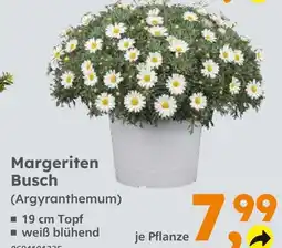 Globus Baumarkt Margeriten busch (argyranthemum) Angebot