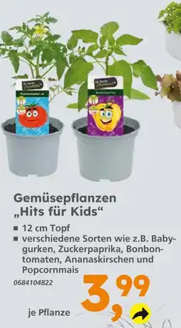Globus Baumarkt Gemüsepflanzen hits für kids Angebot