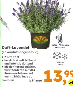 Globus Baumarkt Duft-lavendel Angebot