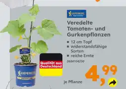 Globus Baumarkt Kiepenkerl veredelte tomaten- und gurkenpflanzen Angebot