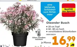 Globus Baumarkt Oleander busch Angebot