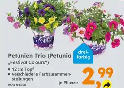 Globus Baumarkt Petunien trio (petunia) Angebot