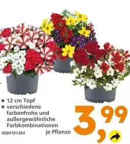Globus Baumarkt Blumen im 12 cm topf Angebot