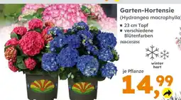 Globus Baumarkt Garten-hortensie Angebot