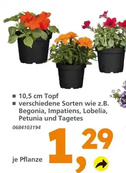 Globus Baumarkt Begonia Angebot