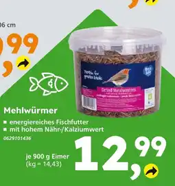 Globus Baumarkt Mehlwürmer Angebot