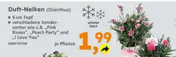Globus Baumarkt Duft-nelken (dianthus) Angebot