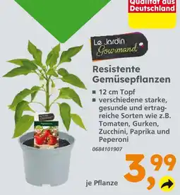 Globus Baumarkt Le jardin gourmand resistente gemüsepflanzen Angebot