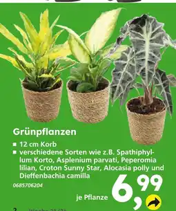 Globus Baumarkt Grünpflanzen Angebot