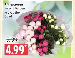 Marktkauf Pfingstrosen Angebot
