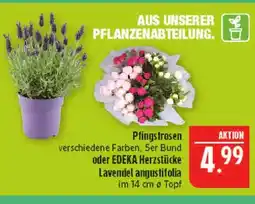 Marktkauf Edeka pfingstrosen Angebot