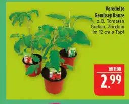 Marktkauf Veredelte gemüsepflanze tomaten Angebot